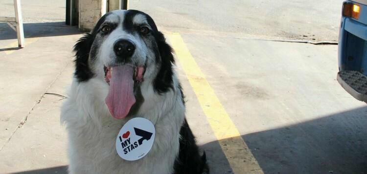 Meet the STAS dog Jules: Border Collie als Kopilot