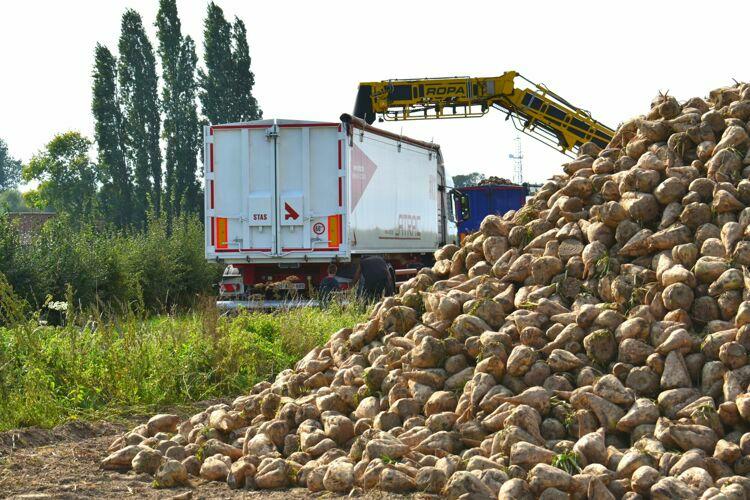 Beet campaign: discover our semi-trailers for your beet transport